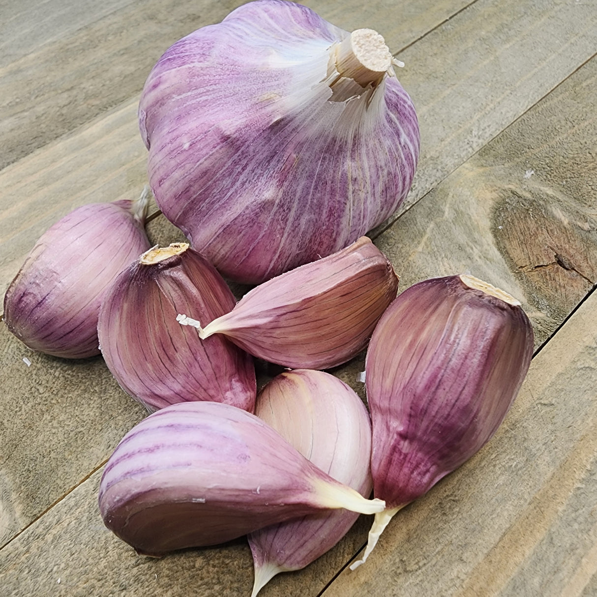 Garlic - (Hard Neck) Porcelain Musik