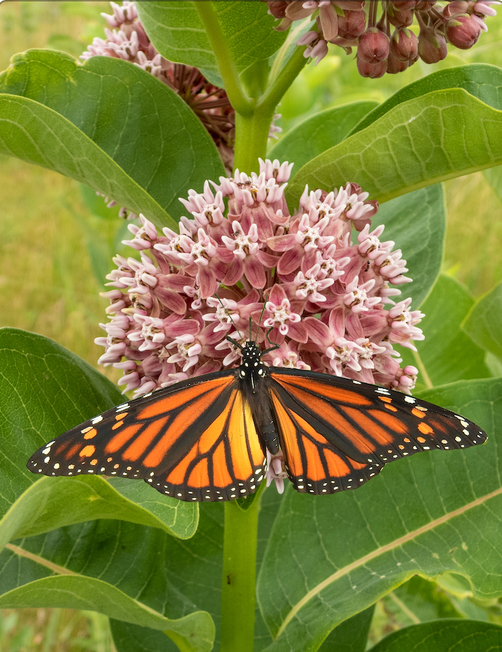 Milkweed, Common Flower seeds