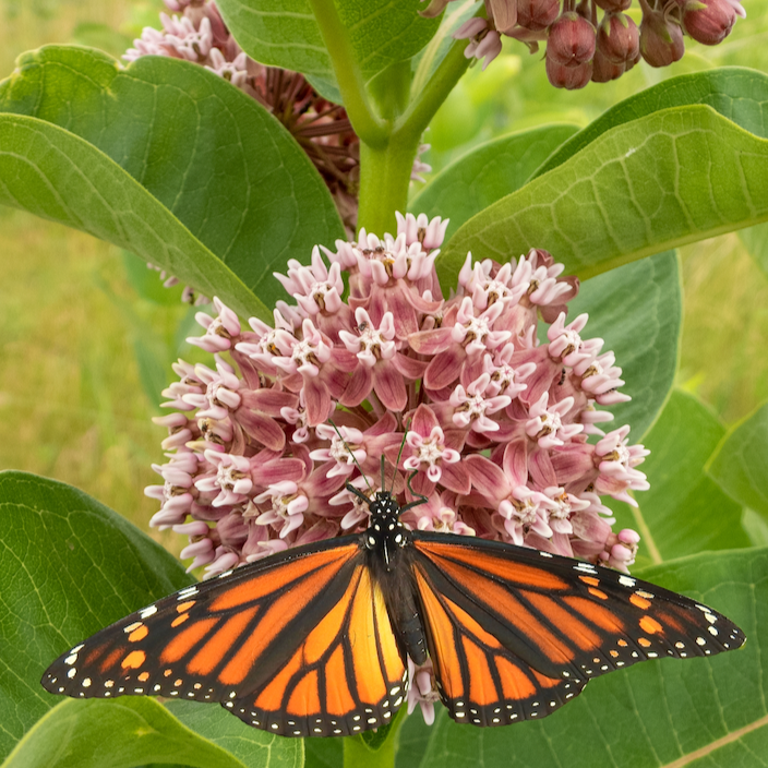 Milkweed, Common Flower seeds