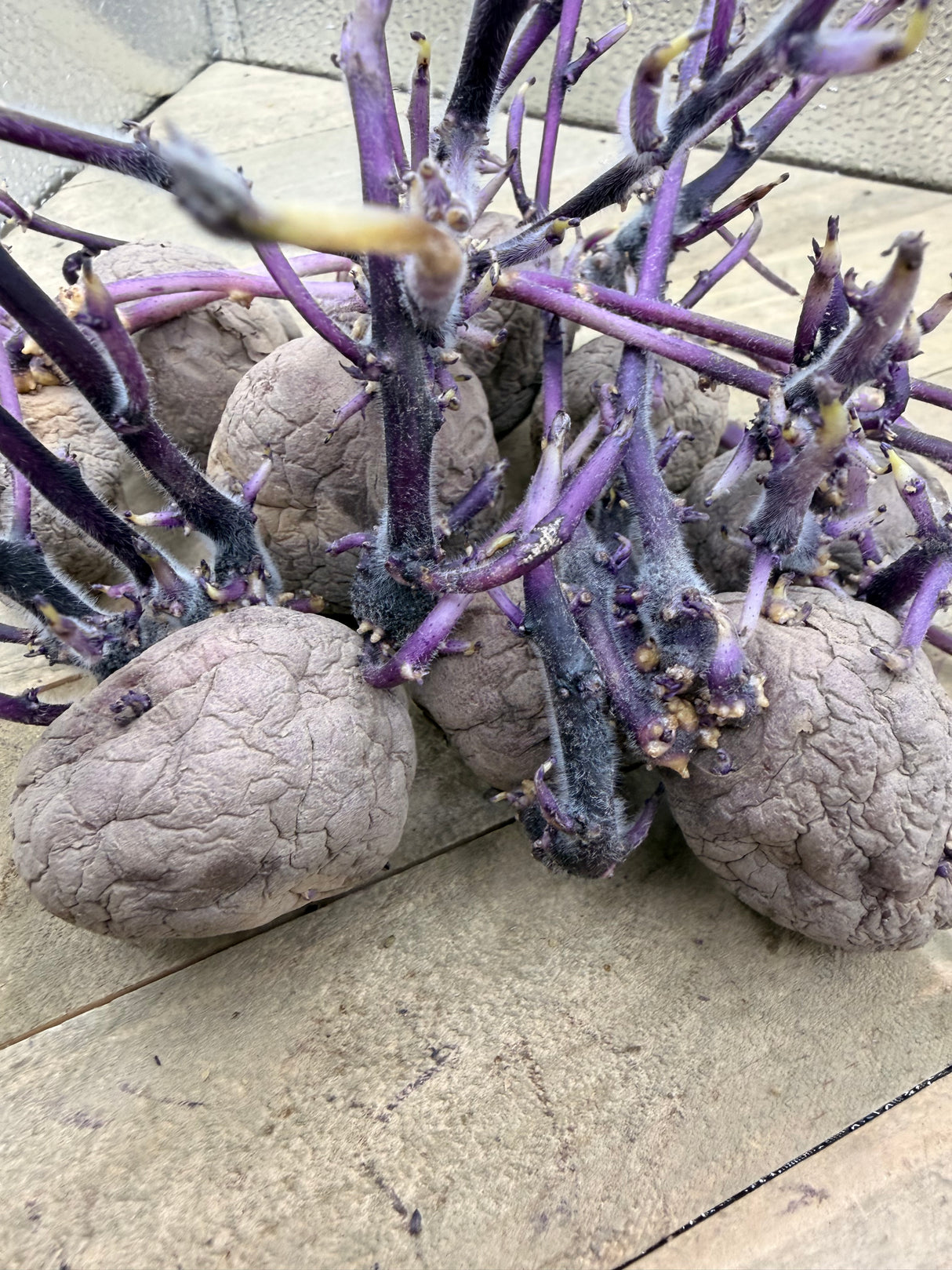 Organic Jester potato seed, early-season round variety from SeedsNow-Potatoes, shown as fresh, healthy seed potatoes.