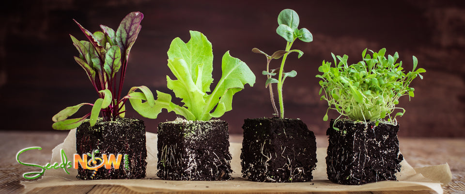 Free All-in-1 Seed Starter Kit with organic soil, seeds, plant labels, and grow guides for cucumbers, tomatoes, peppers, kale, and lettuce