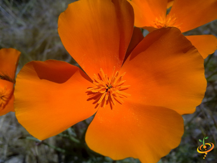 Wildflowers dryland scatter garden seed mix featuring vibrant California poppies and other colorful wildflower varieties.