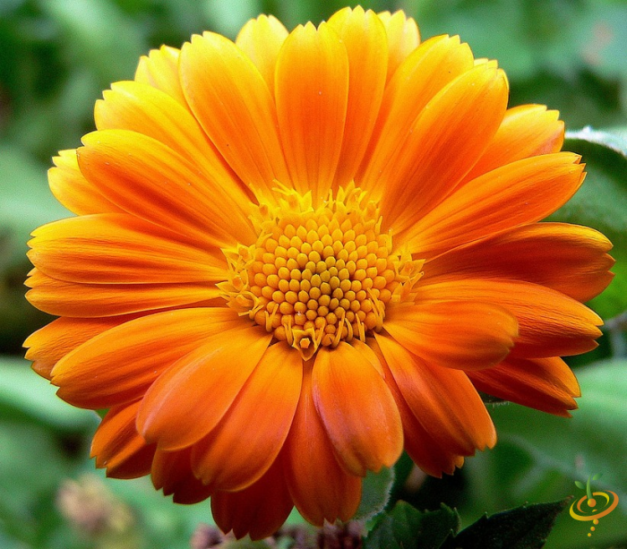 African daisies from SeedsNow Wildflowers Dryland Scatter Garden Seed Mix, showing vibrant yellow and white wildflower blooms.