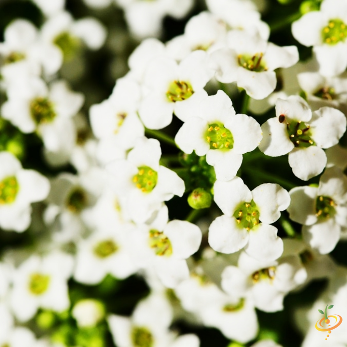 Wildflower mix by SeedsNow featuring colorful wildflowers and beneficial insect garden seeds in a natural outdoor setting.