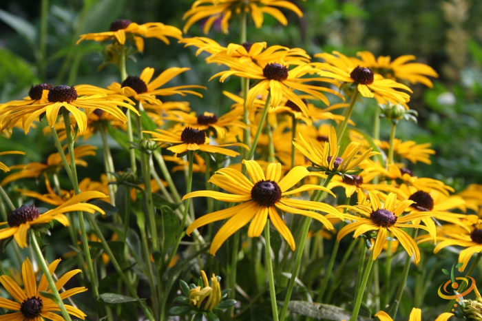 Black-eyed Susan wildflower mix from SeedsNow, featuring vibrant, deer-resistant wildflowers ideal for garden scattering.