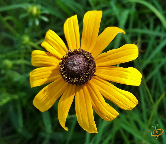 Black-eyed Susan wildflowers from SeedsNow All Annual Scatter Garden Seed Mix, showcasing vibrant yellow blooms and green foliage.