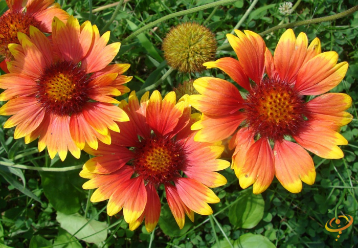 Wildflower mix by SeedsNow featuring colorful blanket flowers, deer-resistant garden seed blend for attracting pollinators.