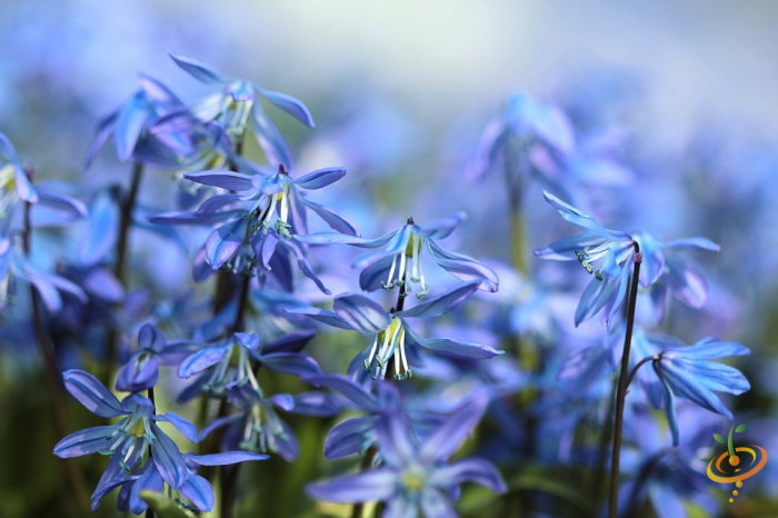 Wildflowers All Annual Scatter Garden Seed Mix featuring vibrant bluebells and colorful wildflower varieties from SeedsNow.