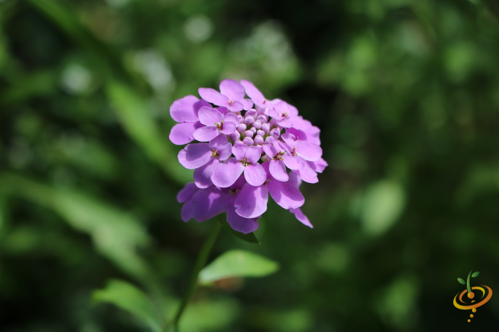 Wildflower Mix seed packet from SeedsNow featuring colorful annual wildflowers including candytuft and other vibrant blooms.
