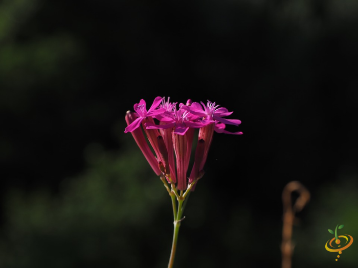 California native wildflower seed mix by SeedsNow, featuring vibrant wildflowers like Catchfly in a colorful garden scatter.