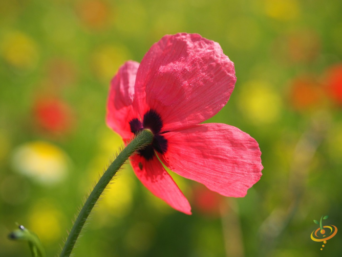 Wildflowers California native scatter garden seed mix featuring vibrant corn poppy flowers and diverse wildflower blooms.