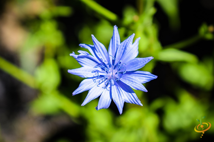 Wildflower mix featuring colorful cornflowers and exotic mountain flowers from SeedsNow's scatter garden seed collection.