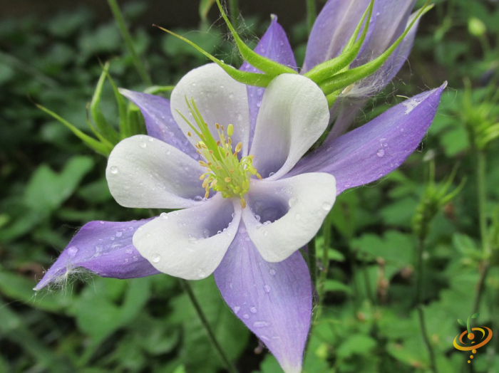 European dwarf columbine wildflower in the SeedsNow Wildflowers exotic mountain scatter garden seed mix.