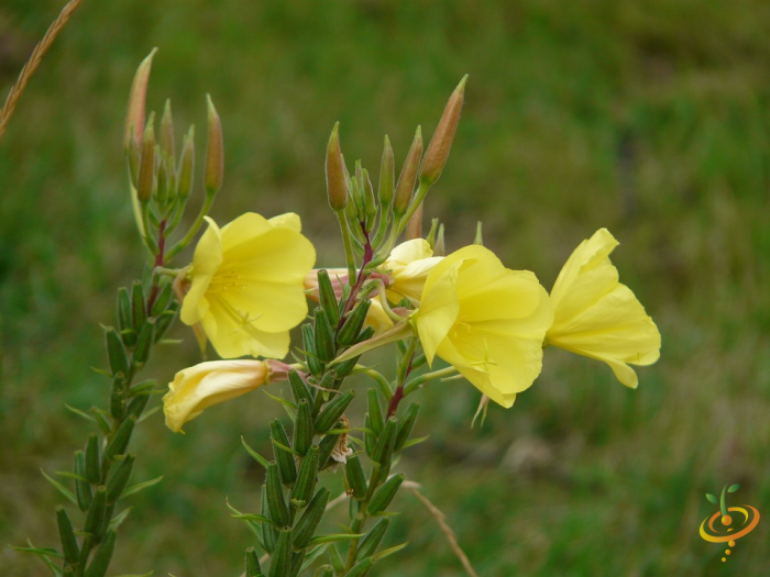 Wildflowers California native scatter garden seed mix featuring Evening Primrose among vibrant wildflower blooms.