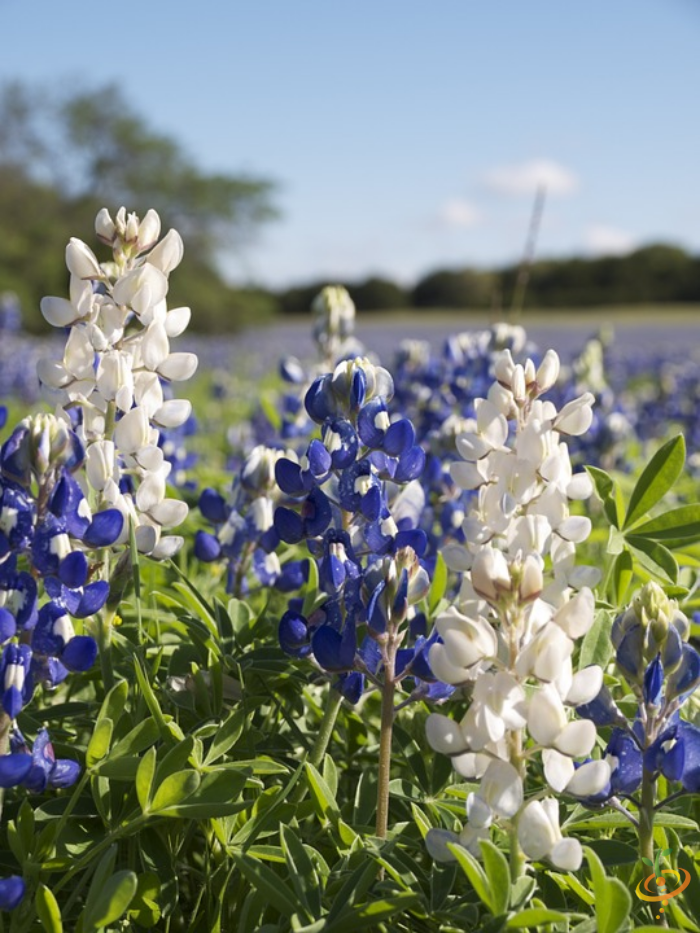 Wildflower Mix by SeedsNow featuring colorful annual wildflowers for garden planting, including lupine among various flower seeds.