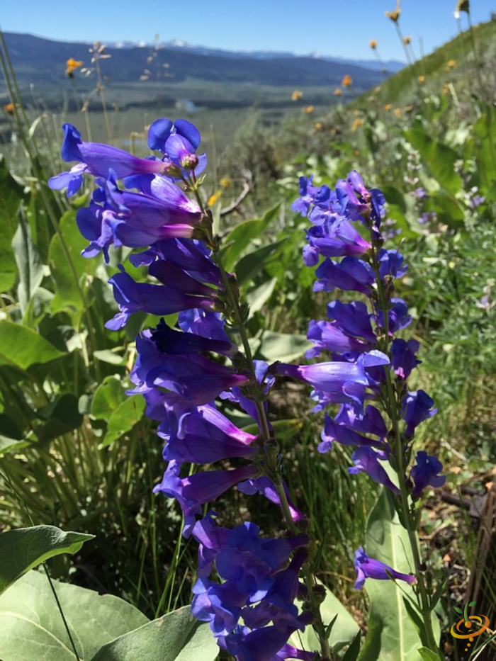 Wildflower mix seed packet from SeedsNow featuring Penstemon and other native wildflowers for dryland garden planting