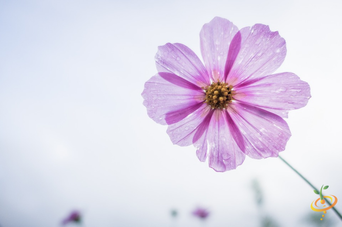 Pink dwarf cosmos flowers from SeedsNow Wildflowers Forever Pink Scatter Garden Seed Mix in a garden setting.