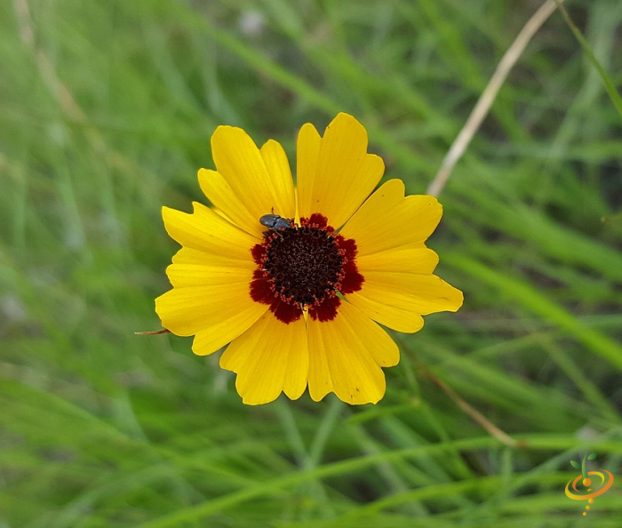 California native wildflower mix featuring plains coreopsis, ideal for garden planting with vibrant, native wildflowers from SeedsNow.