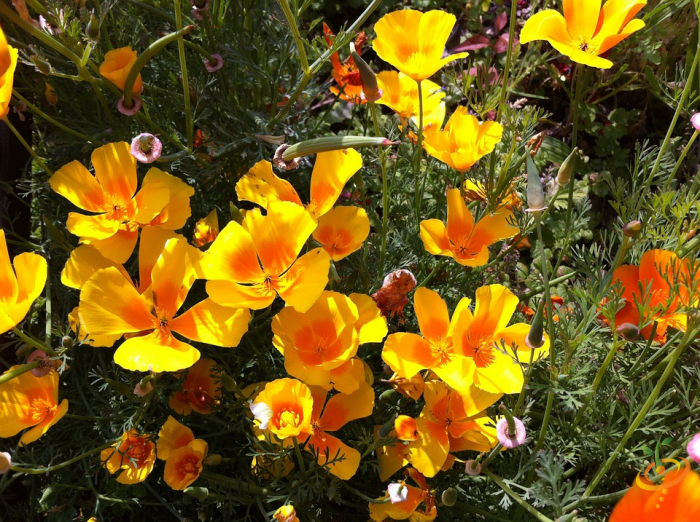 Wildflower mix seed packet featuring poppy and bell-shaped flowers, ideal for creating colorful annual garden displays.