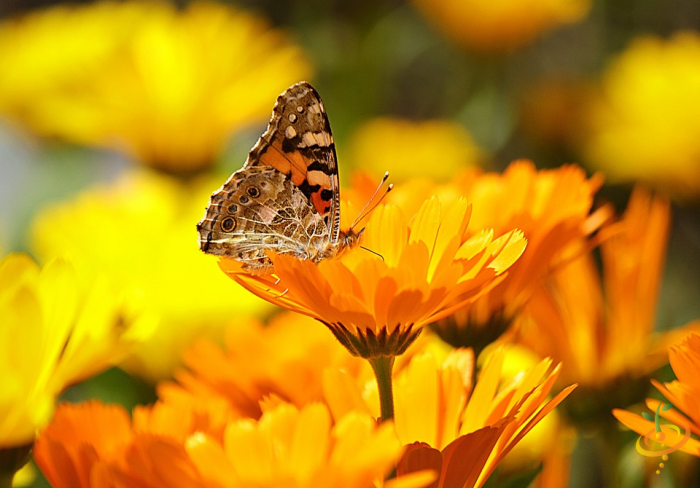 Wildflower mix garden seed packet featuring colorful annual wildflowers and marigolds for vibrant garden blooms.