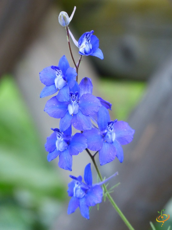 Wildflower mix seed packet showing colorful annual wildflowers like rocket larkspur for garden planting by SeedsNow.