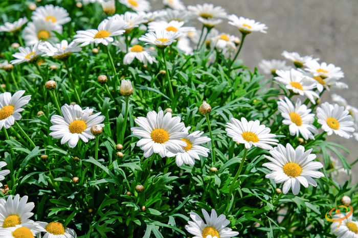 Shasta Daisy from SeedsNow Wildflowers California Native Scatter Garden Seed Mix, close-up of the white petaled flower