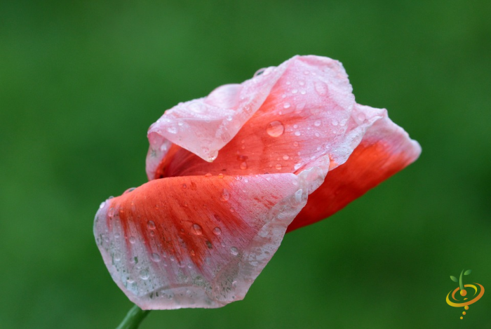Wildflower Mix seed packet featuring Shirley Poppy flowers from SeedsNow, used for planting in garden flower scatter.