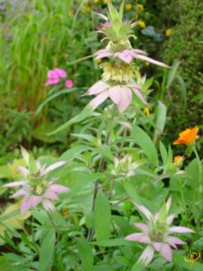 Wildflower mix seed packet featuring bee balm flowers from SeedsNow, ideal for creating fragrant flower scatter garden displays.