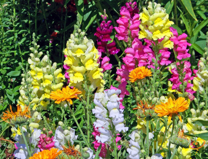 Wildflower Mix by SeedsNow featuring vibrant spurred snapdragon flowers in a scatter garden seed packet.