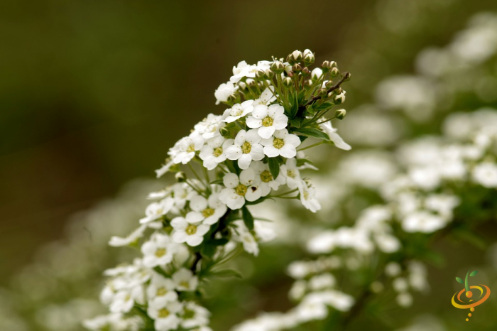 Wildflowers and sweet alyssum from SeedsNow Exotic Mountain Scatter Garden Seed Mix showing vibrant flowers and green foliage.