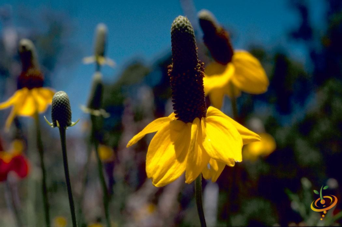 Yellow prairie coneflower from SeedsNow Wildflower Mix, showing vibrant, daisy-like perennial wildflower in a garden setting.