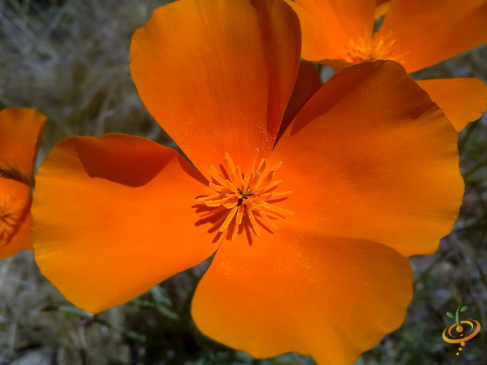 California poppies from SeedsNow Wildflowers California Native Scatter Garden Seed Mix in full bloom, vibrant orange flowers among greenery.