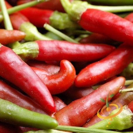 Close-up of vibrant red and green hot Bird's Eye peppers clustered together