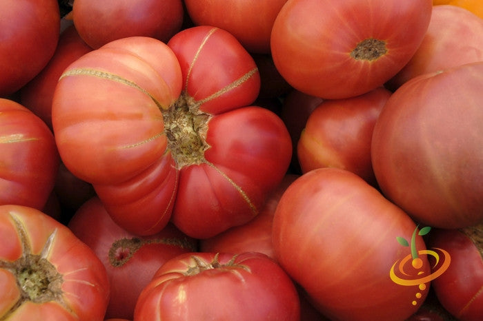 Close-up of ripe Pink Brandywine tomatoes with slightly ribbed shoulders and pinkish-red skin