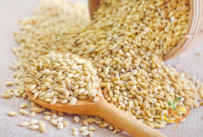 Close-up of organic hard red wheat seeds spilling from a container with a wooden spoon filled with wheat seeds