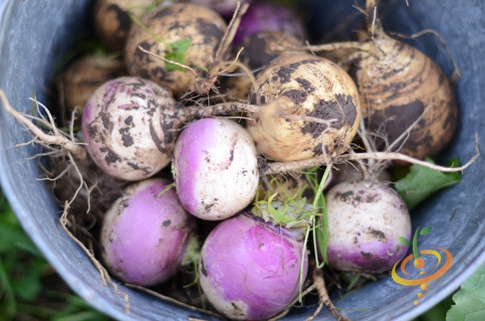 Purple Top White Globe turnips freshly harvested with dirt and roots in a container