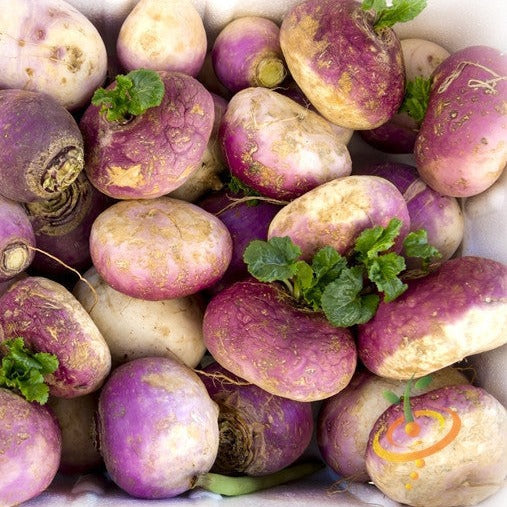 Fresh Purple Top White Globe turnips with green leaves, round and smooth roots, ready for harvest