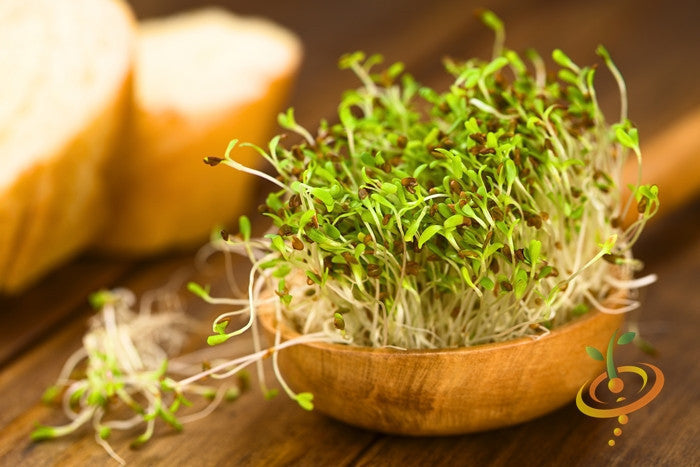 Fresh green sprouts growing in a wooden bowl representing sprouts seed bank and healthy microgreens for salads