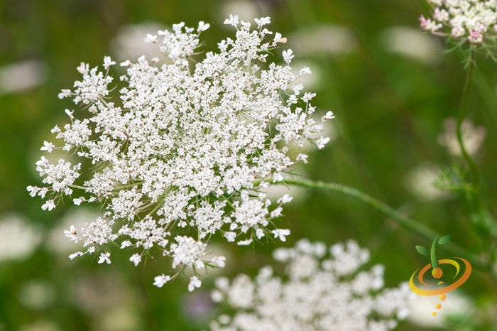 Close-up of white yarrow flower cluster from medicinal herb plant representing yarrow seeds