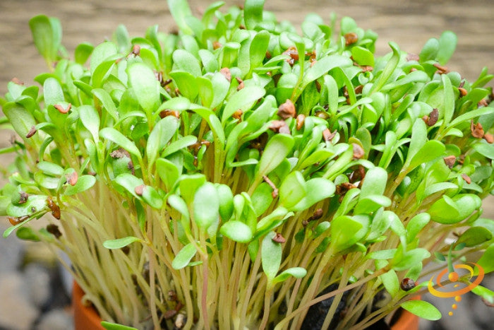 Close-up of fresh alfalfa sprouts microgreens growing densely with bright green leaves and stems.
