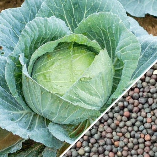 Close-up of a large bluish-green drumhead cabbage with seeds for planting, ideal for spring to fall crops and cold hardy.