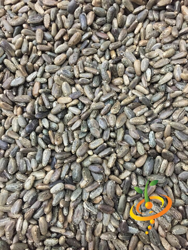 Close-up of SeedsNow purple cardoon seeds featuring elongated, textured seed heads for planting and gardening.