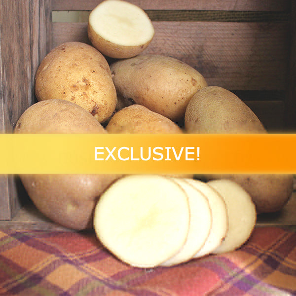 Late-season potato Defender variety with oblong shape, white flesh, and russet skin, shown whole and sliced in wooden crate.