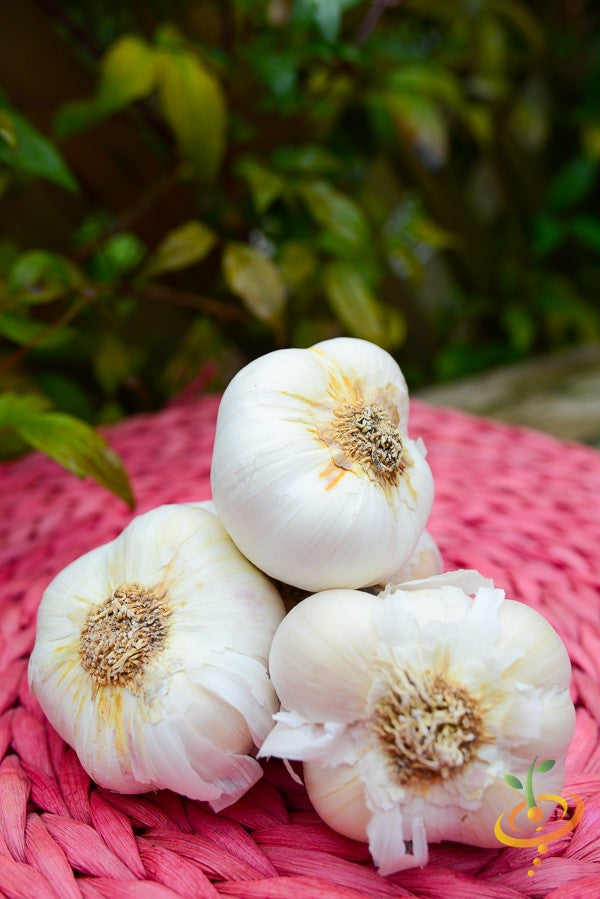 Organic Nootka Rose soft neck garlic bulb from SeedsNow-Garlic, with white papery skin and fresh cloves visible.