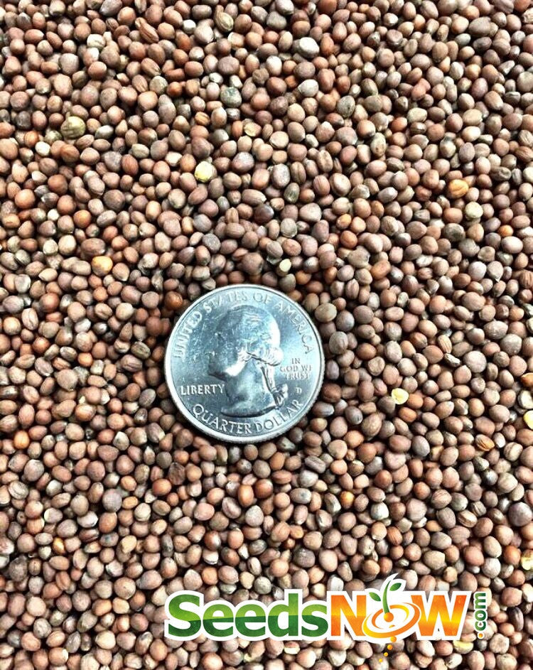 White radish seeds from SeedsNow, showing small, round seeds labeled Radish - Beauty, white variety for planting.