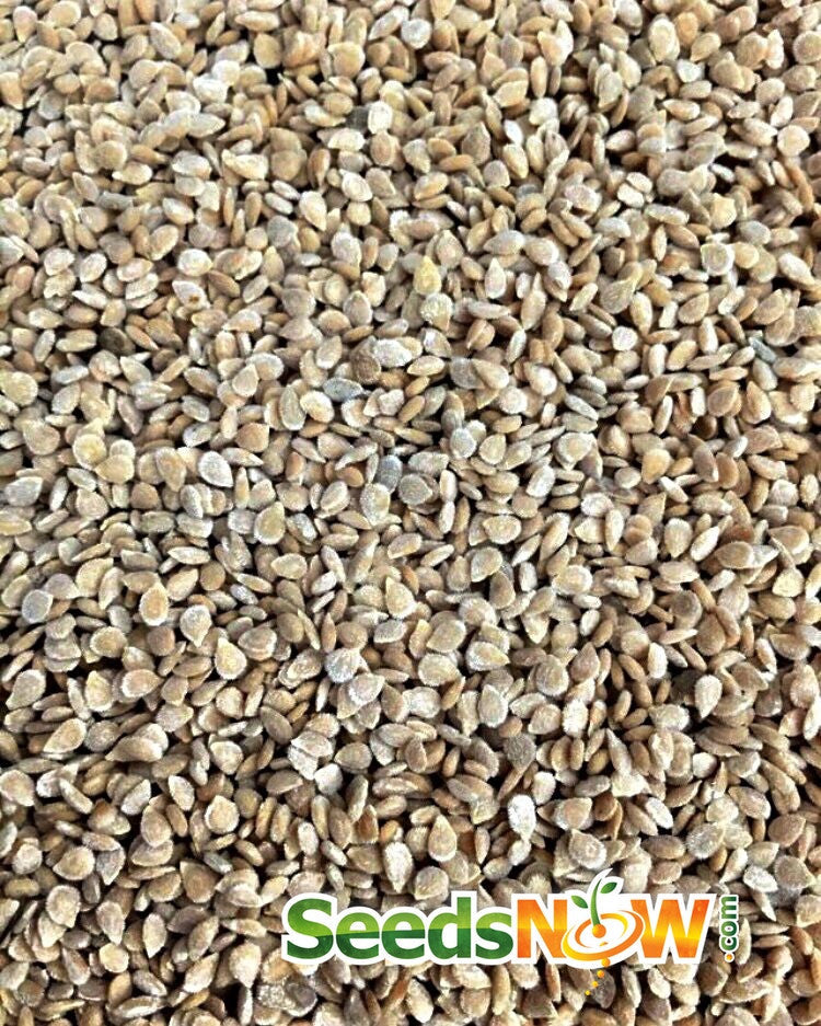 Cherry Chocolate indeterminate tomato seeds by SeedsNow, showing vibrant small, dark purple-brown cherry tomatoes on the plant.
