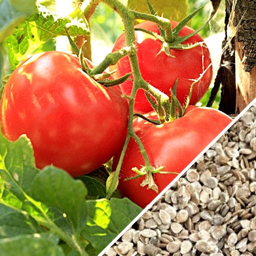 Close-up of Floradade determinate tomato seeds from SeedsNow, showing small, dark tomato seeds on a white background.