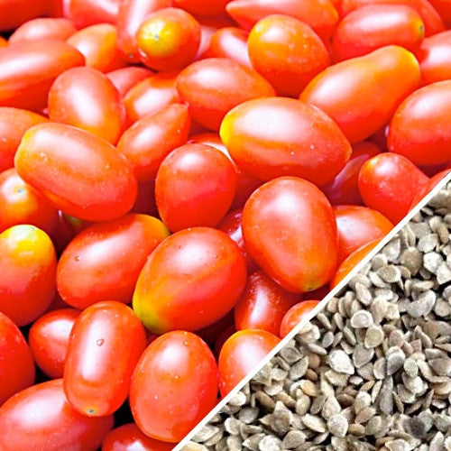 Close-up of ripe Red Pear Tomatoes with tomato seeds in the corner