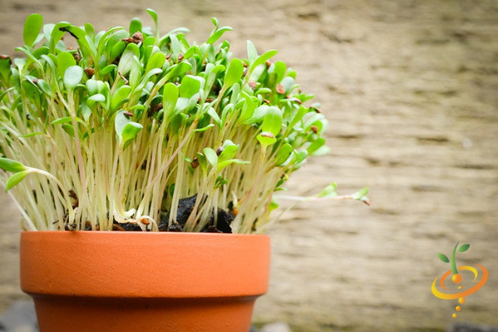 Close-up of healthy green alfalfa sprouts growing in a terracotta pot against a natural background