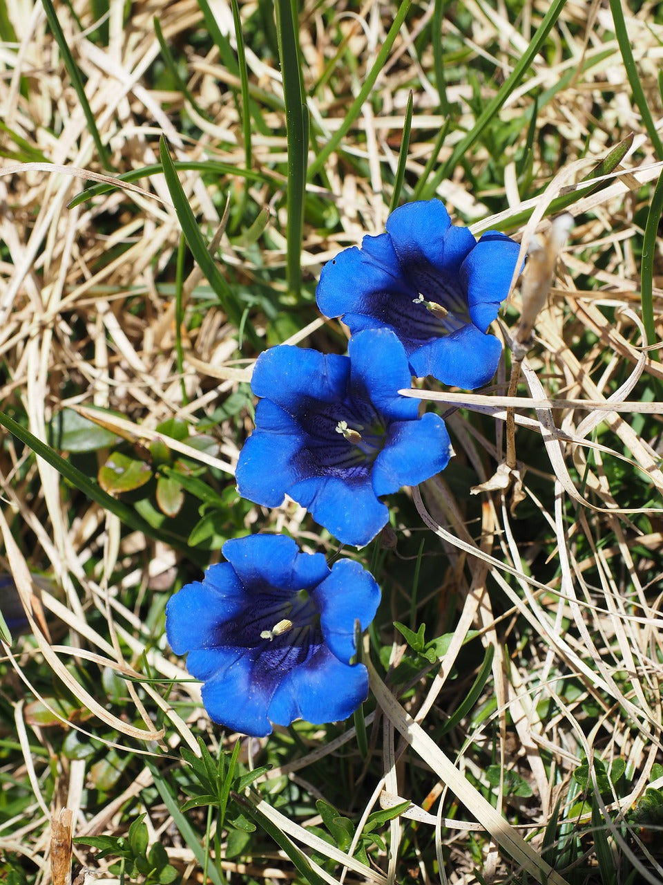 Wildflowers Blues Brothers Seed Mix showing vibrant blue and purple wildflowers in a natural garden setting.